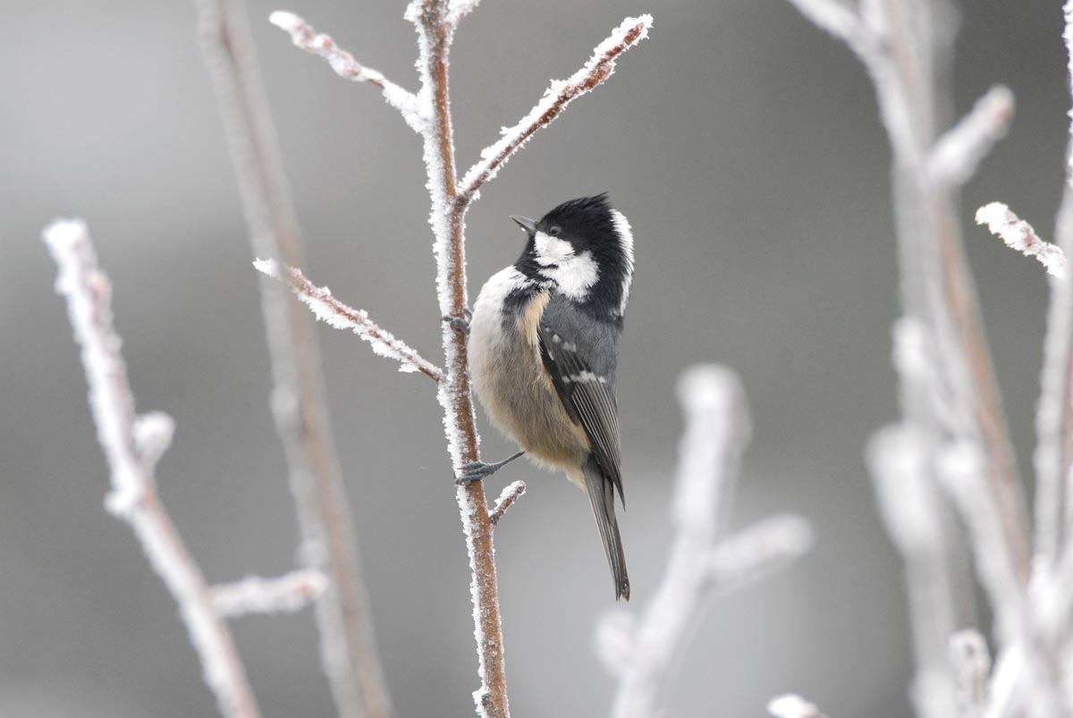 C’est l’hiver !