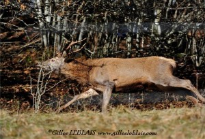 Cerf élaphe (Cervus elaphus) _GIL1190