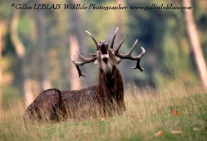 Cerf © Gilles LEBLAIS 026