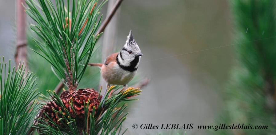 L’amoureuse des conifères, la mésange huppée…