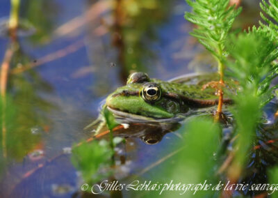 Grenouille verte