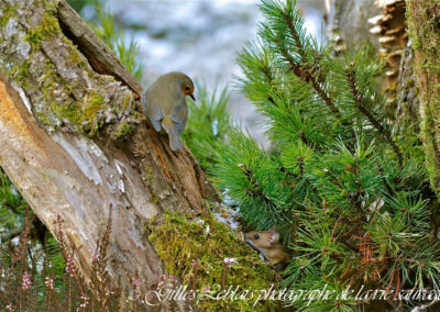 Rencontre animale : rougegorge et mulot !