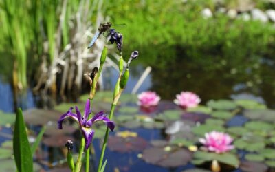 Stages biodiversité au jardin